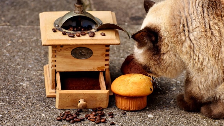 Cat tries to eat chocolate muffins