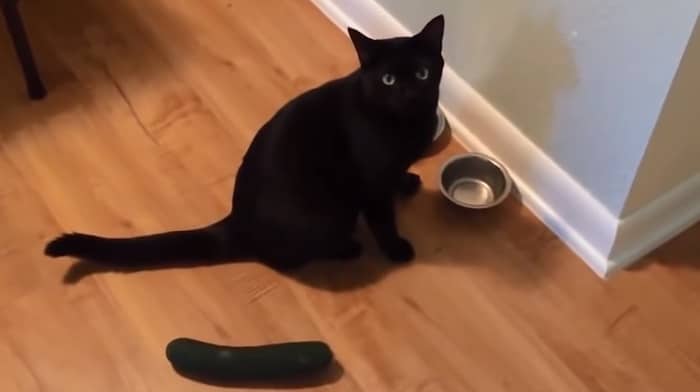 Cat scared by cucumber