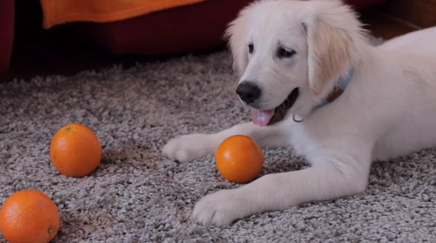 Cute Golden Retriever playing with oranges