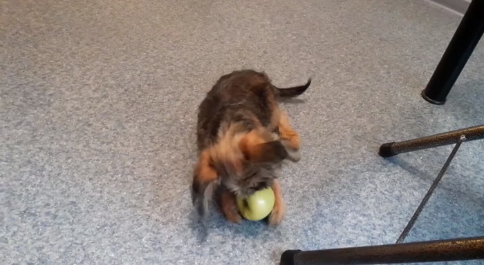 Tiny pooch eating an apple