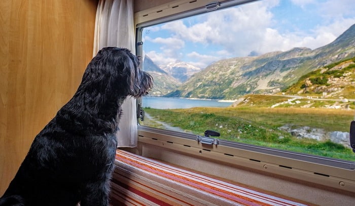 Labradoodle watching the landscape