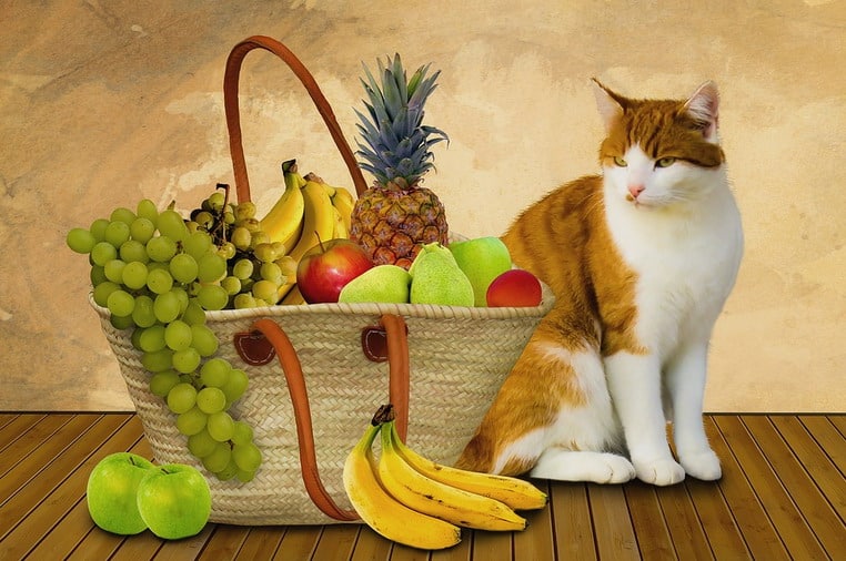 Cats and bananas