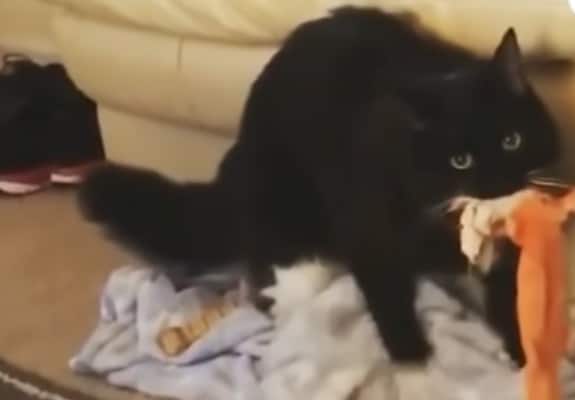 Cat kneading a blanket