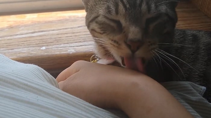 Cat licking owner's hand