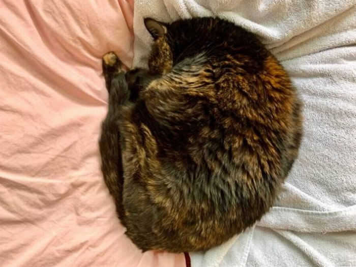 Cat sleeping in a tight ball