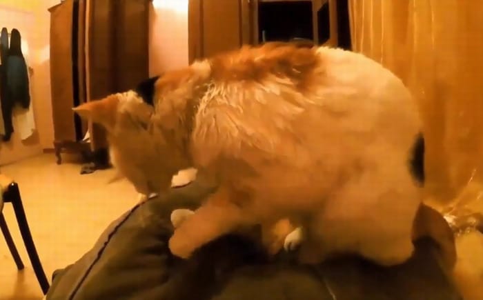 Cute cat making biscuits on her owner's belly