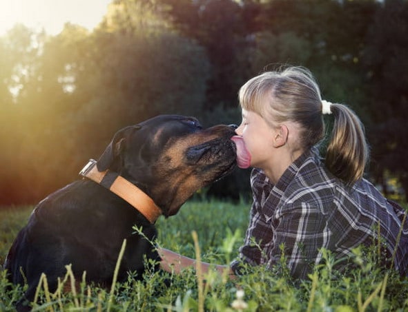 Rottweiler licking little girl