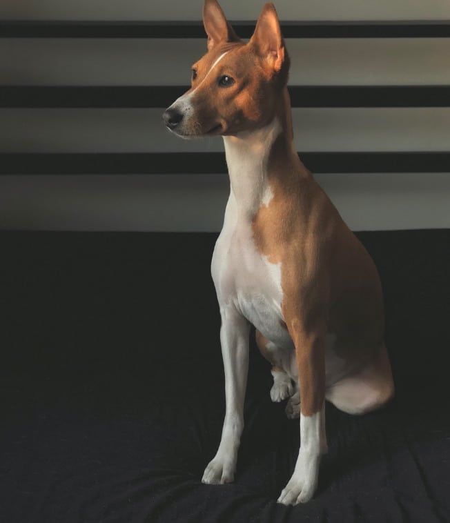 Basenji kown as the barkless dog has a low-shedding coat easy to care for