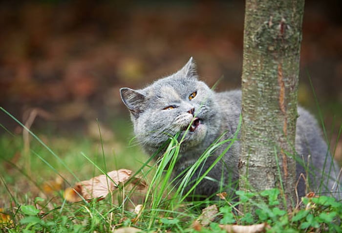 British Shorthair cat eating grass outdoors