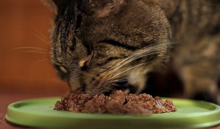 Cat eating commercial cat food with meat as primary ingredient.