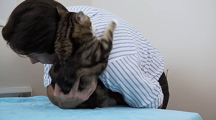 Cat wrestling with a veterinarian