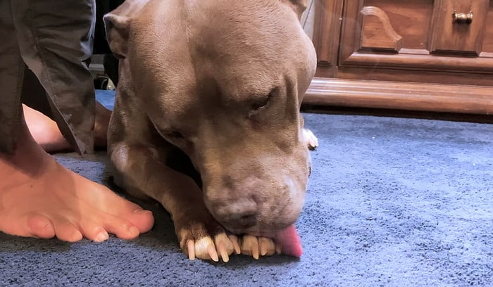 Dog cleaning its paws