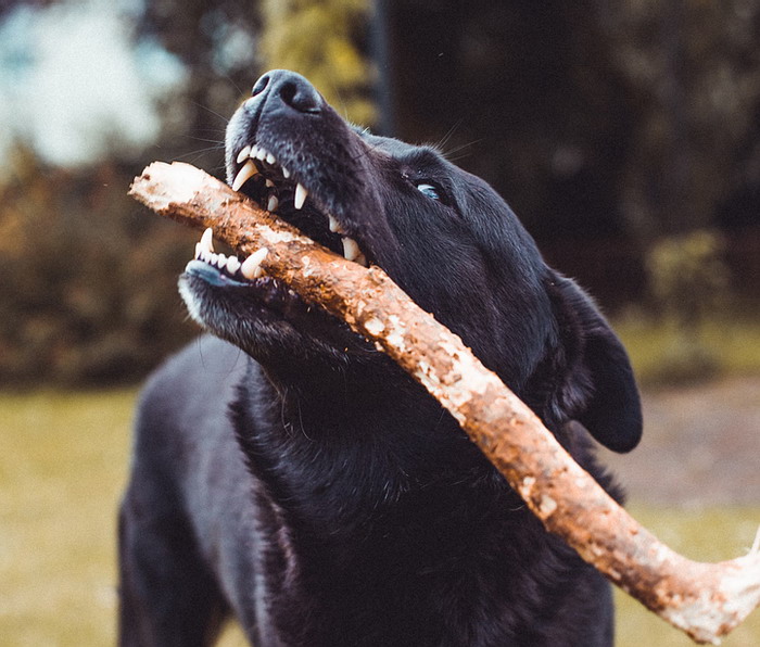 Dog with permanent teeth playing with a stick