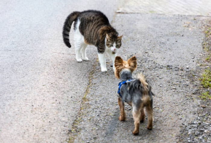 Cat arching back when meeting a Yorkie