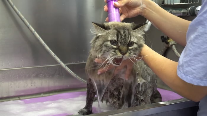 Cat gets angry when washed with water