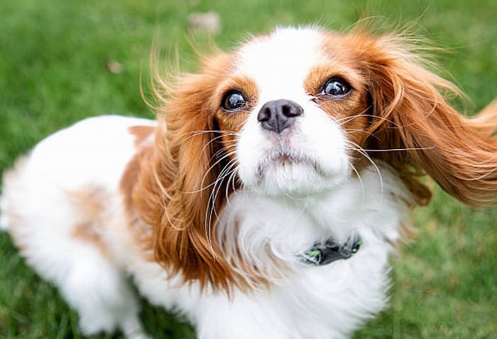Cavalier King Charles Spaniel with large whiskers