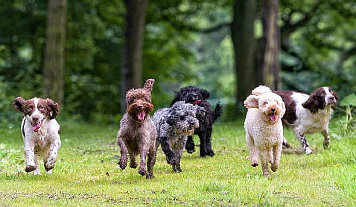 Dogs panting while running