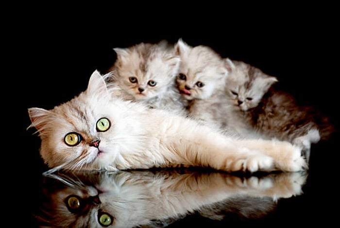 From time to time mother cats may abandon their kittens