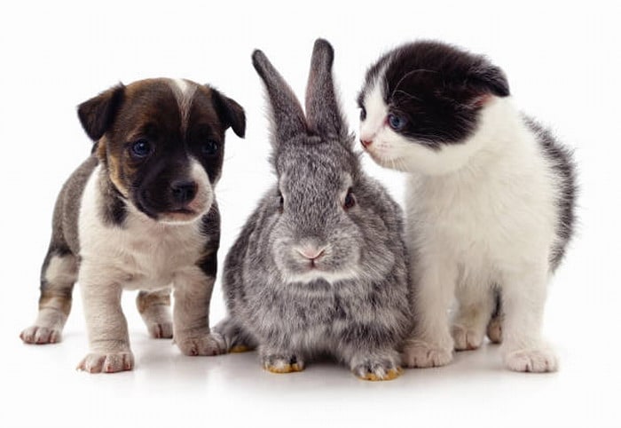Happy home - puppy kitten and adult rabbit share the same house