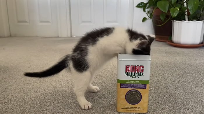 Kitten trying catnip for the first time