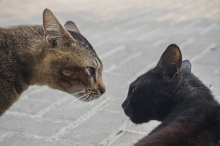 Male cats encounter in the backyard