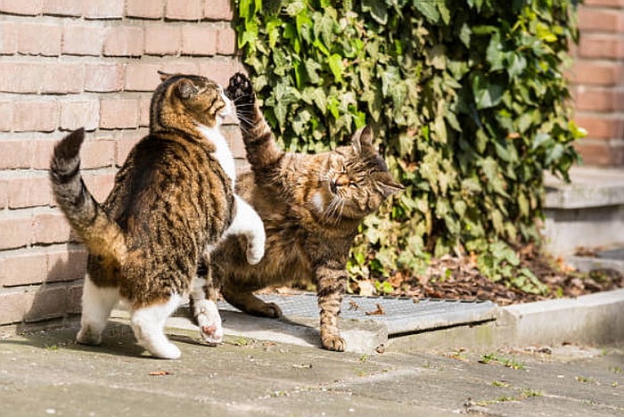 Male cats territorial fight
