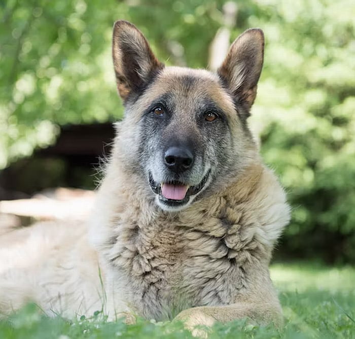 Old German Shepherd dog