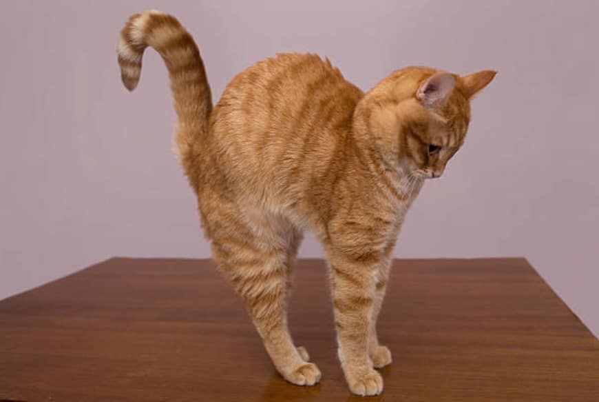 Red Tabby cat arching back on the table