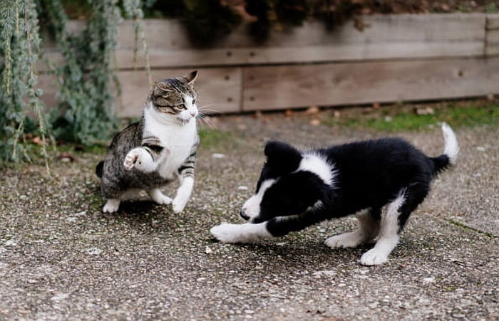 Small dog attacking mature cat.