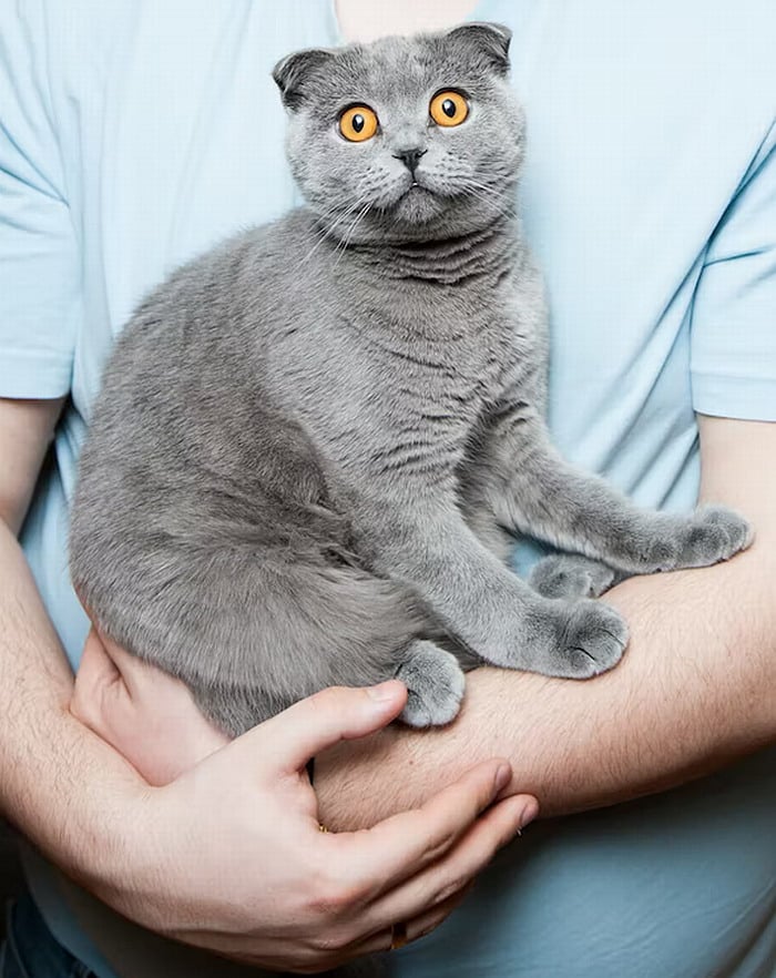 Your cat will get closer to you when trying to apologize